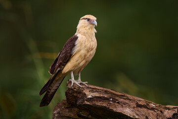 Yellow-headed caracara, Milvago chimachima, bird fly above green vegetation. Caracara flight in the nature habitat, Tarcoles, Carara NP, Costa Rica. Wildlife scene from nature.