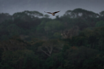 Bird landscape, tropic forest. Flying osprey, action scene with bird, nature water habitat. Osprey hunting in the water. White bird of prey fighting with fish, Rio Tarcoles, Carara NP, Costa Rica.