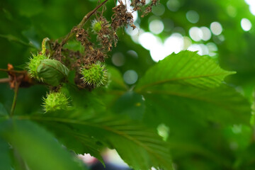 Close-up image of green chestnut burrs growing on a tree branch surrounded by lush leaves. The...
