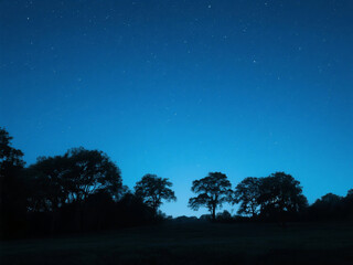 Starry Night Sky with Tree Silhouette