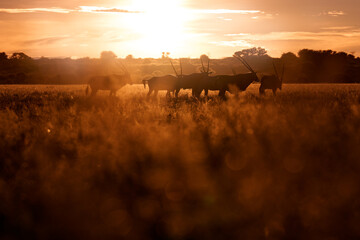 Oryx with orange grass evening sunset. Gemsbock large antelope in nature habitat, Botswana wild...