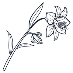 Delicate black and white line art illustration of a lily flower on white