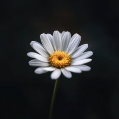 Fototapeta premium A single, pristine white daisy with a vibrant yellow center, delicately positioned against a dark, blurred background. The stem is slender and visible
