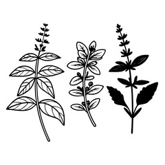 Elegant hand drawn floral silhouettes of herbs with delicate leaf detailing on white