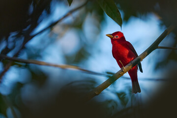 Find the red bird in the forest. Red tanager in green vegetation. Red tanager on the big palm leave. Summer Tanager, Piranga rubra, red bird in the nature habitat. Tanager sitting on the big green.