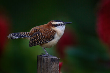 Rufous-naped wren, Campylorhynchus rufinucha, songbird of the family Troglodytidae. Bird sitting on the tree trunk, Costa Rica. Birdwatching in Central America.