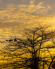Obraz premium A silhouette of a bare tree against a golden sky during sunset, capturing the quiet beauty of nature’s transitions