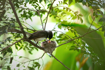 Birds are feeding their chicks in their nests in the trees. Fantail nesting and feeding