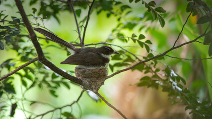 Birds are hatching their chicks in a nest in a tree. Fantail nesting and feeding