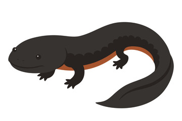 Cute cartoon illustration of a black salamander with orange belly
