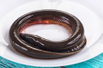 Fresh raw gourmet eel fish