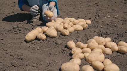 farmer sorts out fresh potato sitting ground field. harvest time. potato vegetables farm. healthy...