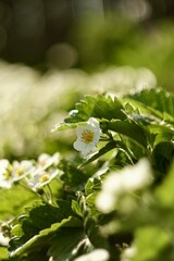 Strawberry blossoms with white flowers in the garden on a warm sunny day in summer