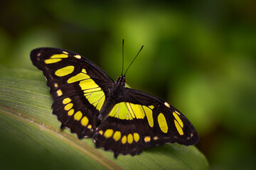 Beautiful butterfly Metamorpha stelenes in nature habitat, from Costa Rica. Nice insect sitting on the leave. Nature in tropical forest. Costa Rica wildlife.