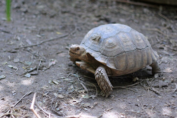African Sulcata Tortoise Natural Habitat,Close up African spurred tortoise resting, cute animal