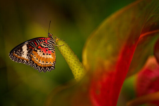 Cethosia cyane, leopard lacewing, butterfly on the red flower. Cethosia cyane, in the nature habitat, forest in Mexico. Red orange buttrfly, nature wildlife from America, insect in nature.