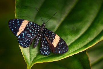 Hamadryas laodamia, the starry night cracker. blue black butterfly from Mexico. Beautiful insect siting on the green leave in the nature habitat. Mexico wildlife. Butterfly in nature. Amazonia, Brazil