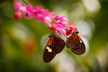 Butterfly pair mating on the pin flower bloom in the nature forest habitat. Heliconius melpomene,...