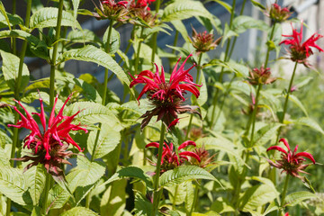 (Monarda didyma) Clump of upright Crimson Bee Balm or Red tea mint lipped scarlet flowers in terminal whorls adorned with aromatic lance-shaped serrated leaves bronze-tinged
