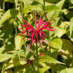 A scarlet Bee Balm flower (Monarda didyma). Explosive blooming like a firework of bright red petals with burgundy bracts atop squared-off stem bearing aromatic deep green serrated foliage 
