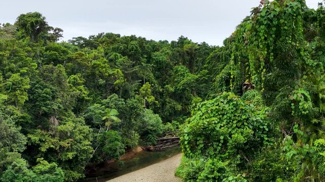Aerial View of Lush Daintree Rainforest Canopy