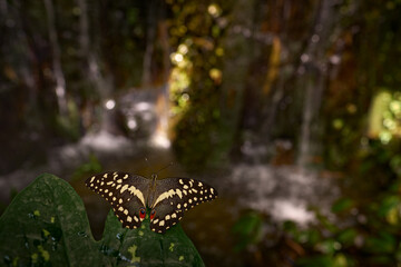 Citrus swallowtail or Christmas butterfly, Papilio demodocus Insect on green leave near the...