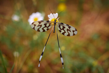 Sinuated Spoonwing, Nemoptera sinuata, dragonfly buttefly similar insect on white yellow fower bloom in the nature habitat, near the Arda River, Eastern Rhodopes in Bulgaria, Europe. Wildlife nature.