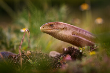 European Glass Lizard, Pseudopus apodus, bigger slowworm in Europe. European Glass Lizard, in...
