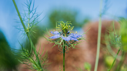A blue flower of black cumin against a backdrop of plants.