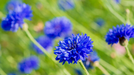Blue cornflowers among meadow flowers.