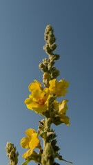 A cowherb plant with flowers against a blue sky background.