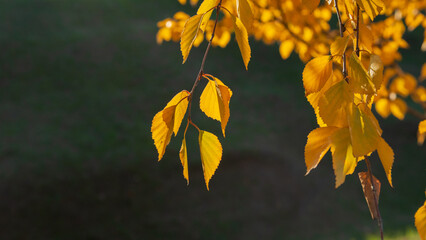 Yellow autumn birch leaves on a dark background.
