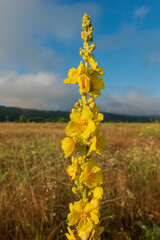 A cowherb plant with flowers against a meadow background.