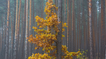 An oak tree with golden-yellow leaves against a background of pine trunks.