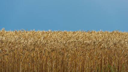 Mature golden wheat against a blue sky.