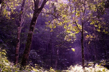 Enchanted Purple Forest Sunbeams Through Canopy