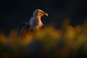 Vulture sunset in plumage feather. Griffon Vulture, Gyps fulvus, big birds of prey sitting on rocky mountain, nature habitat, Madzarovo, Bulgaria, Eastern Rhodopes. Wildlife from Balkan. Wildlife.