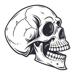 Black and white skull illustration human skull bone