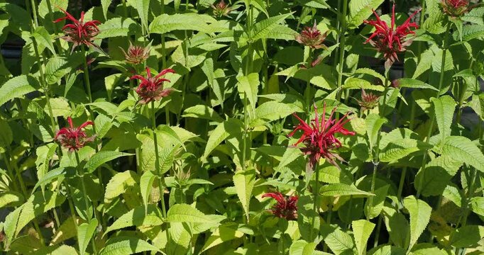 Monarda didyma | Red tea mint - Scarlet beebalm - Red bergamot. Clump of blossom of vibrant red flaring tubular flowers on stems with lance-shaped and pointed green leaves strongly veined

