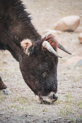Portrait of a bull grazing in the highlands of the Pamirs in the Tien Shan mountain system in cloudy weather, a cow with horns