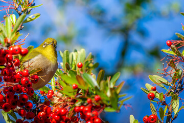 ピラカンサとメジロ