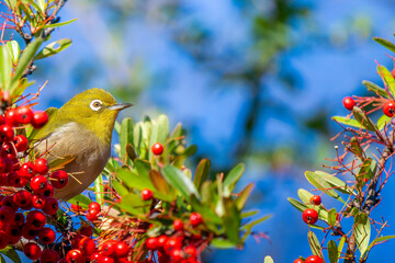 ピラカンサとメジロ