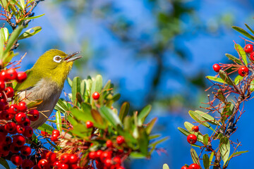ピラカンサとメジロ