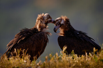 Fototapeta premium Cinereous Vulture, Aegypius monachus, big brown birs of pray in the nature habitat. Vultures from Eastern Rhodopes mountain in Bulgaria, Europe. Vultures pair morning sunset. Nature wildlife Bulgaria.