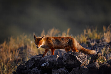 Red fox behaviour scene in nature. Mountain animal in the habitat. Bulgaria wildlife, Balkan in Europe. Red fox, Vulpes vulpes, feeding scene on meadow, Eastern Rhodopes, Europe.