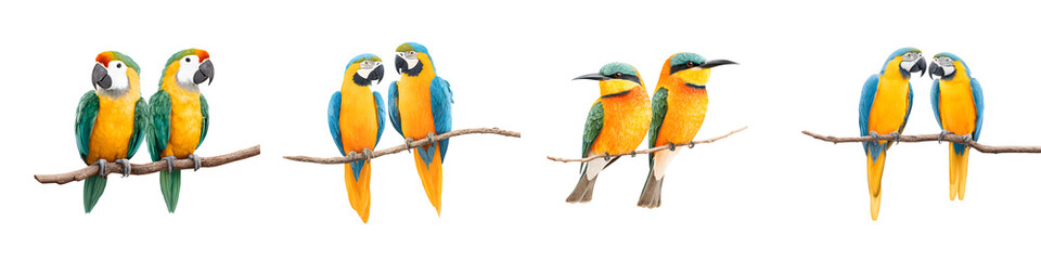 Fototapeta premium Tropical Bird Pairings on Branch: Macaws and Bee-eaters Isolated on White