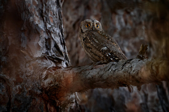 Common Scops Owl, Otus scops, little owl in the nature habitat, sitting on the green tree branch, forest in the background, Eastern Rhodopes, Bulgaria. Wildlife scene from nature.