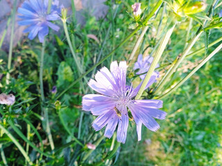 Close-up of a blooming chicory flower (Cichorium intybus) with a bee collecting nectar. Vibrant purple petals in natural light. Perfect for botanical, medicinal, and pollination themes