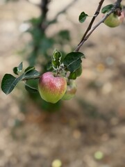 Natural Apple Harvest on Sunlit Branch
