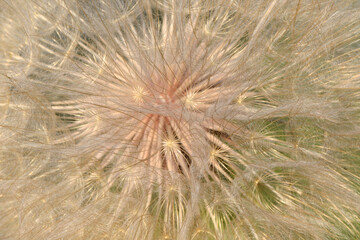 Pusteblume 1